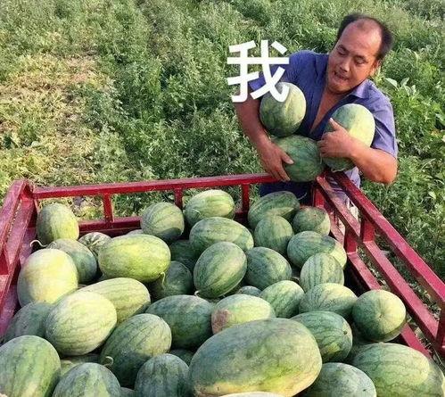 瓜地吃瓜娱乐圈