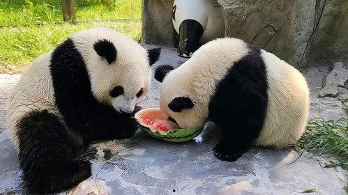 娱乐吃瓜大熊猫