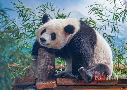娱乐吃瓜大熊猫