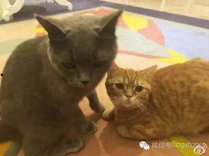 娱乐圈吃瓜猫咪是谁呀,揭秘网络红星的幕后推手